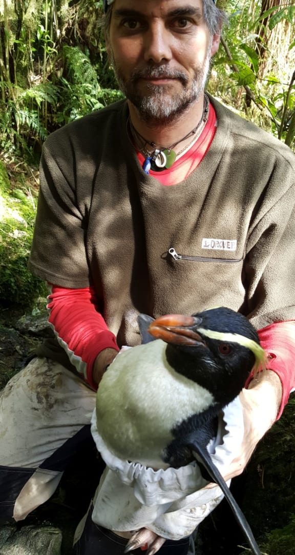 Thomas Mattern holds a male tawaki.