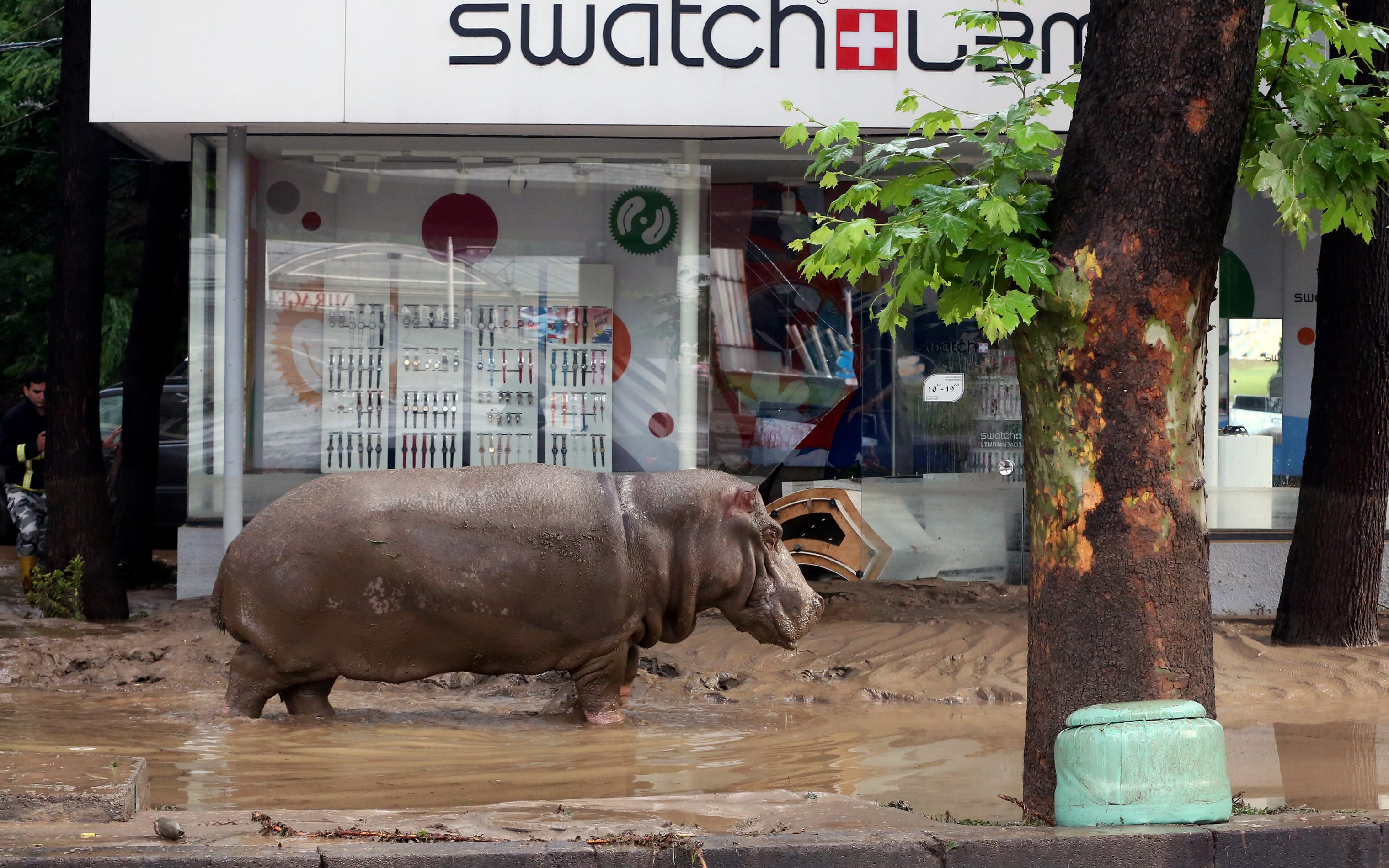 A hippopotamus walks along a flooded street in Tbilisi.