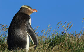 Yellow-eyed penguin in New Zealand,