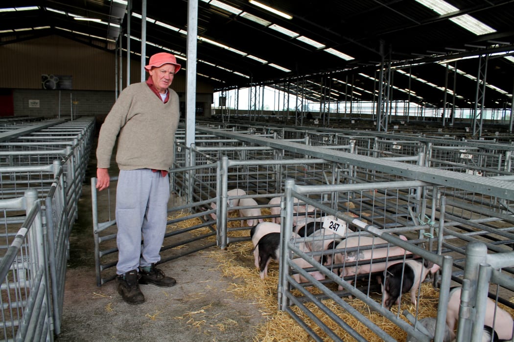 Buying pigs at the auction