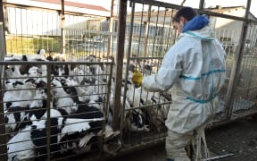 A truck with birds are brought into an enclosure to be culled, in Belloc-Saint-Clamens, southwestern France, on January 6, 2017.