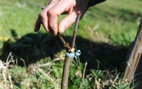 Apple tree grafting in garden. 
 
Biosphoto / Serge Lapouge (Photo by Serge Lapouge / Biosphoto / Biosphoto via AFP)