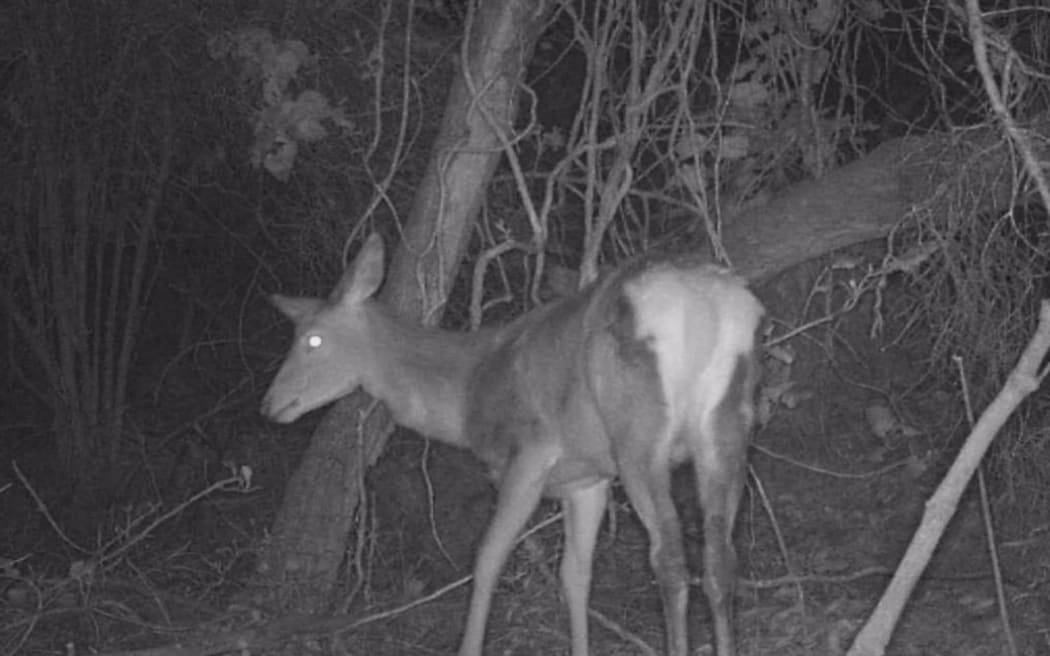 Deer spotted in Lower Hutt
