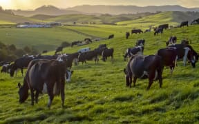 Grazing cows in green meadow of hilly countryside during sunset in new zealand