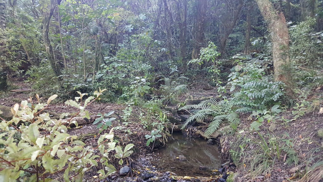 The headwaters of Urukahika Stream are in a shady forest, next to a popular walking track to Colonial Knob.