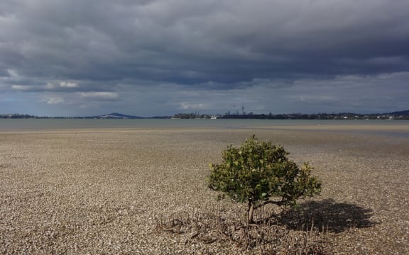Within view of Auckland's harbour bridge and central business district, the mangrove stands on Motu Manawa provide a patch of urban wilderness.