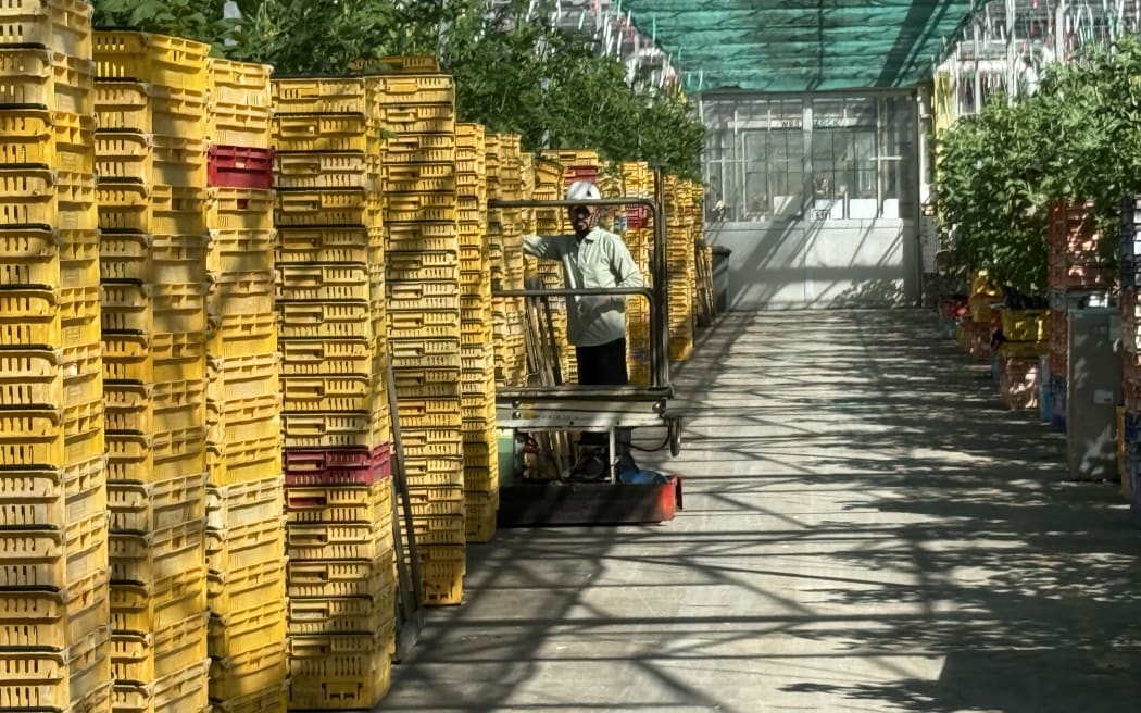NZ Hothouse's 10-hectare hothouse full of tomato plants.