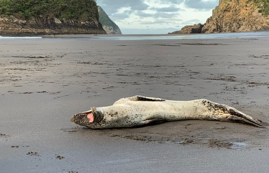 The leopard seal in Taranaki.