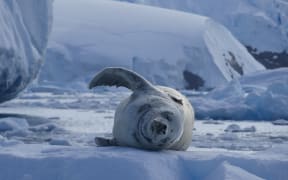 Crabeater seal in Antarctica.