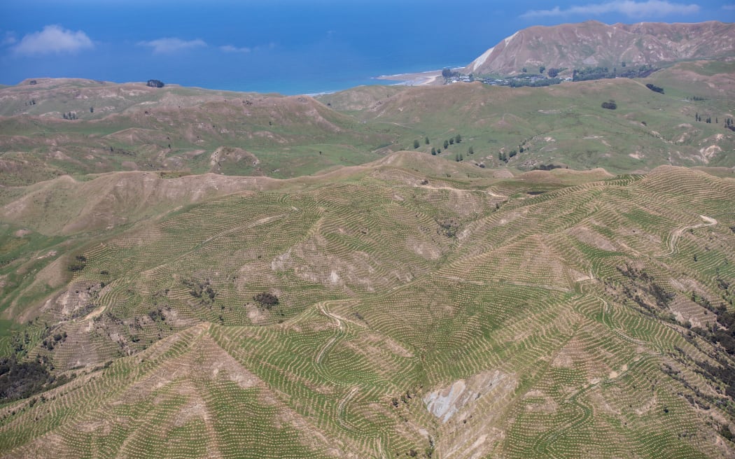 Hawkes Bay Forestry