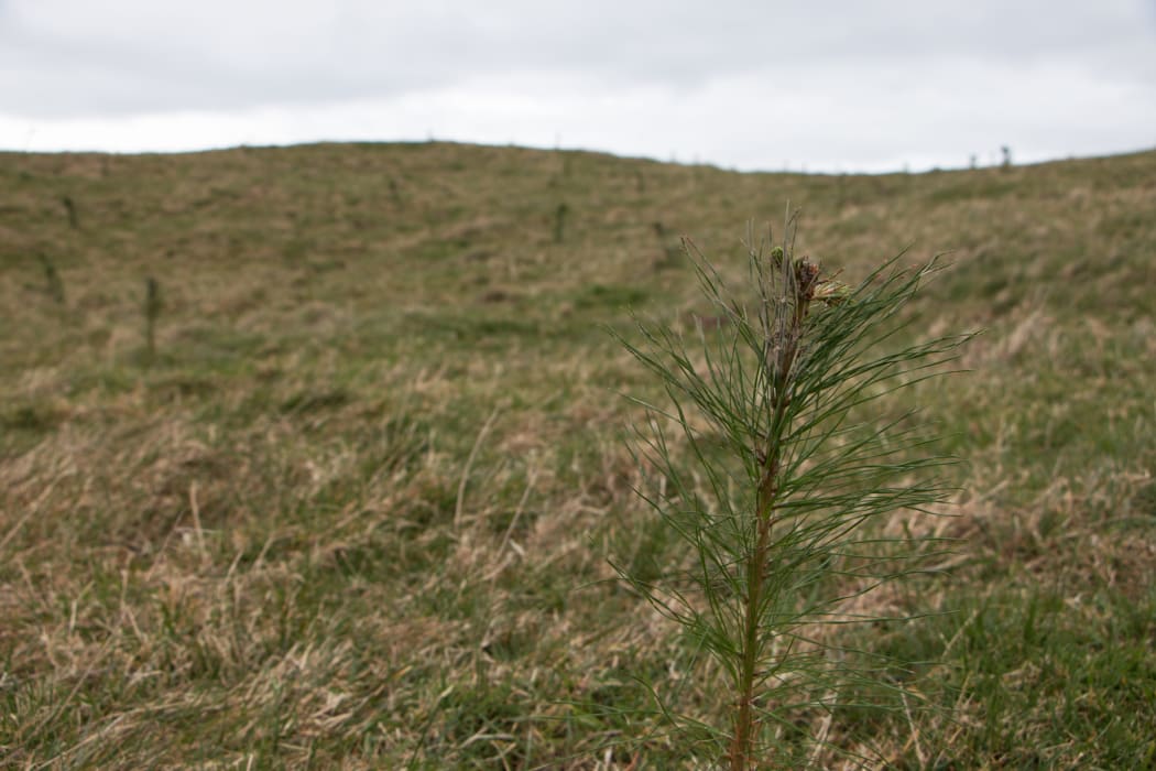 Pine seedlings on a former farm, Tararua district