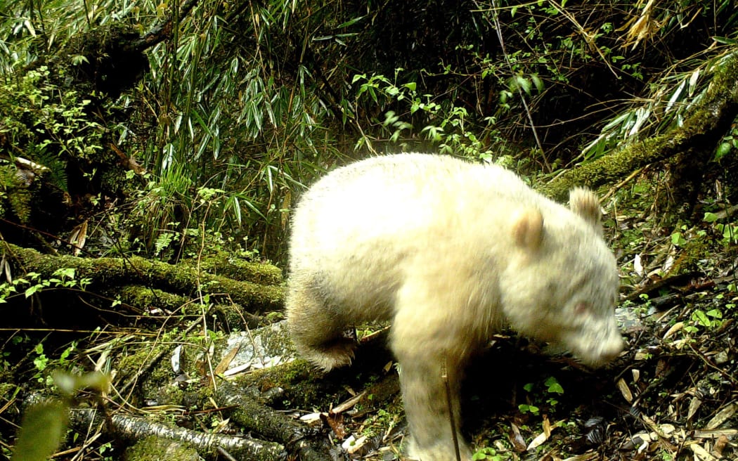 A rare all-white giant panda in the Wolong National Nature Reserve in Wenchuan County, southwest China's Sichuan province.