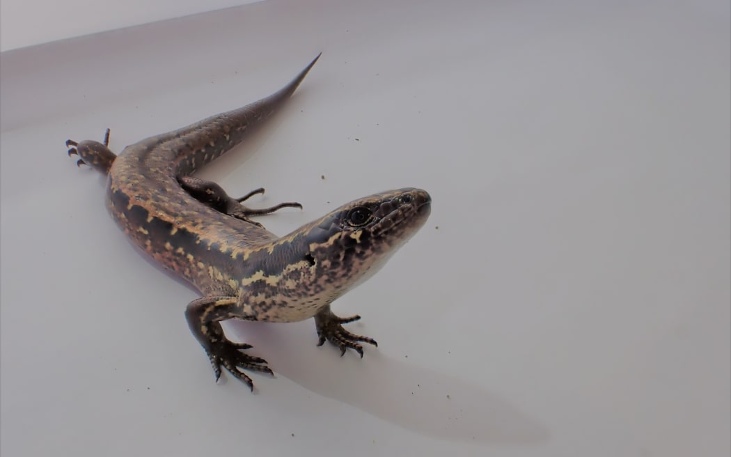 The Kakerakau skink has light-tan stripes down its side and a distinctive tear-drop marking under the eyes.