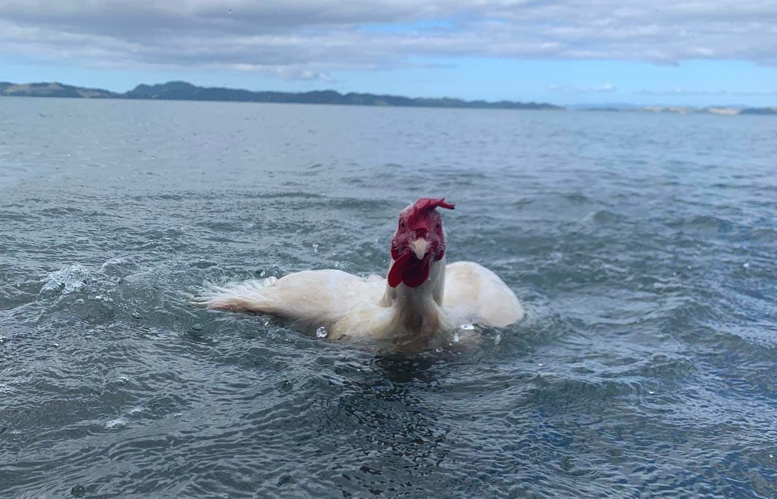 Gall the swimming chicken