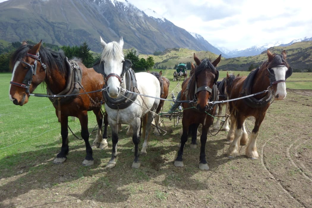 Working horses at Erewhon Station