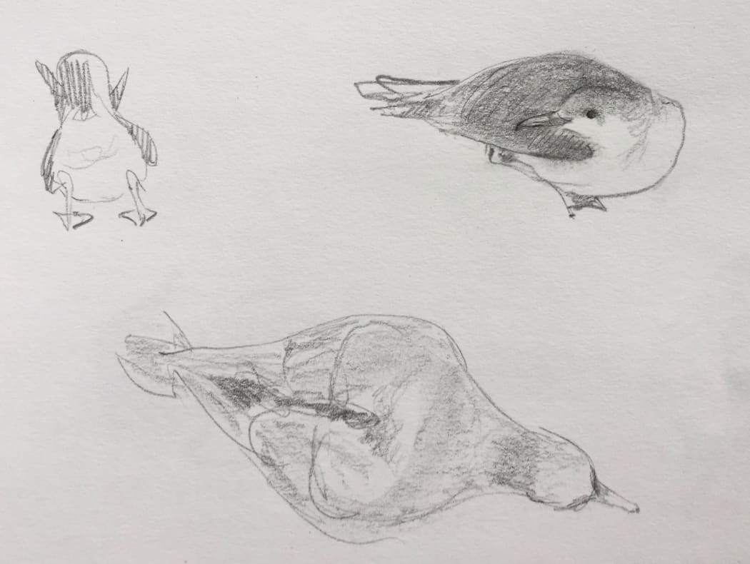 Sketches of Buller's shearwaters on the forest floor, by Abby McBride