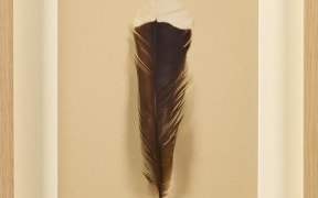 huia feather