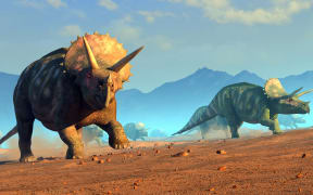 Illustration of a herd of triceratops dinosaurs. The creatures were common in the late Cretaceous period.