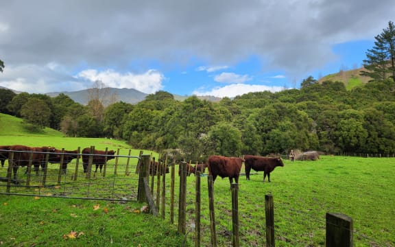 Red Devon cattle are good foragers and have an amazing temperament as well as produce beautiful beef, Lee says.