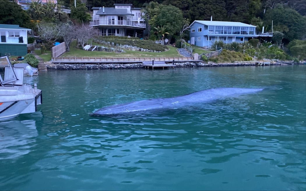 A juvenile pygmy blue whale.