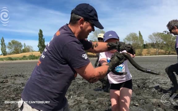 Thousands of eels relocated after lagoon dries up