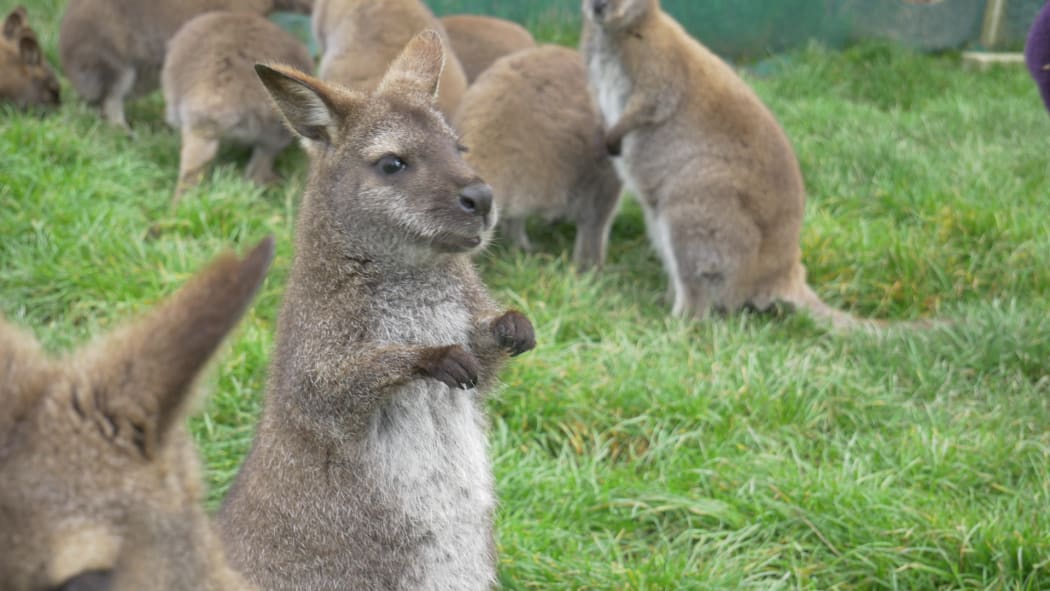 A wallaby park in Waimate.