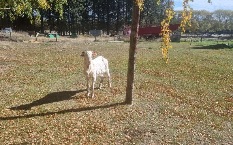Shrekapo after his first shear, now 18.6kg lighter
