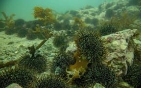 Waters of Hauraki Gulf