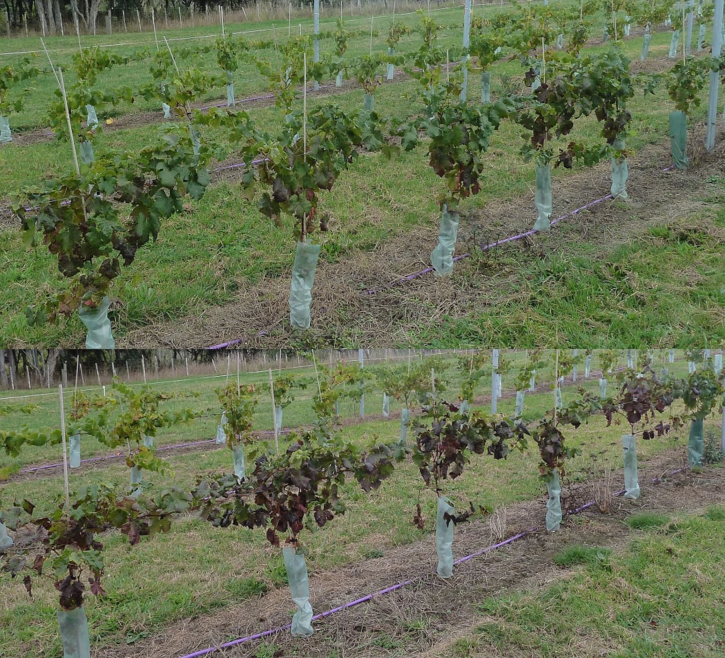 The top line of grape vines shows a slight reddening of leaves,while the lower line of grapes has many more deeply red leaves