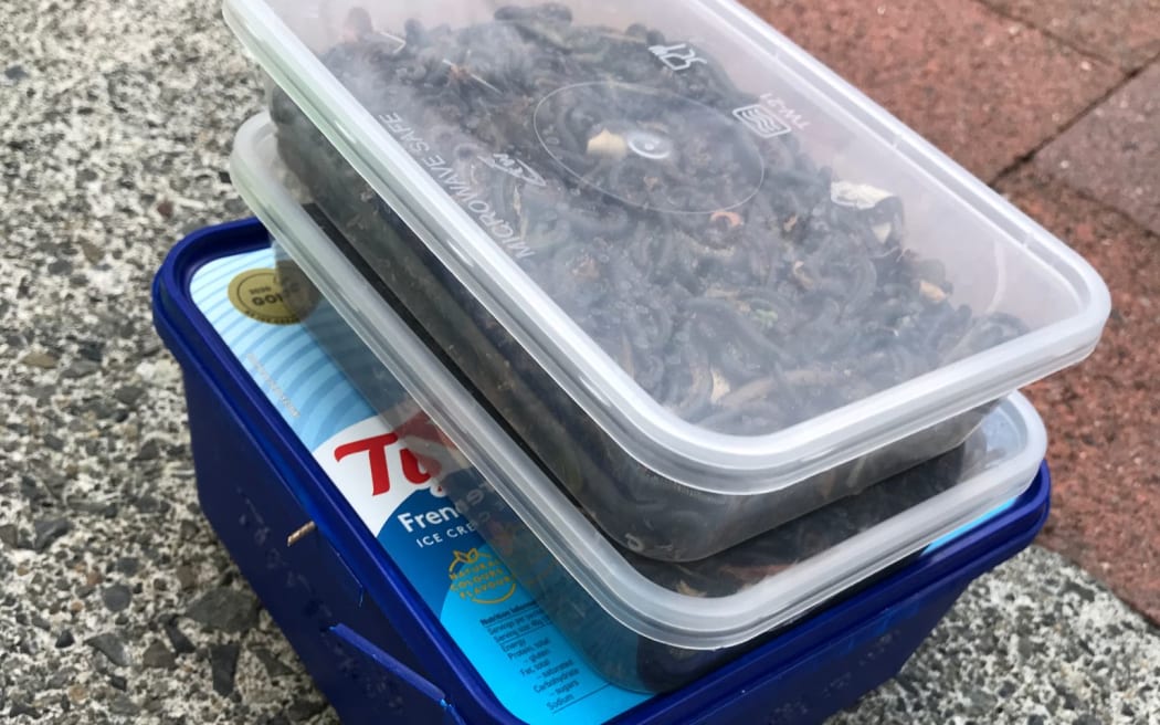 Portuguese millipedes