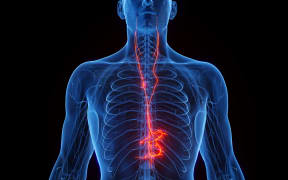 Vagus nerves, illustration. (Photo by 3DMEDISPHERE/SCIENCE PHOTO LIBRA / SKX / Science Photo Library via AFP)