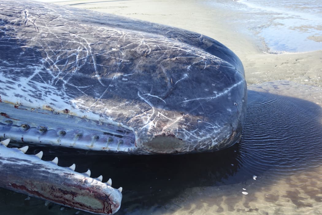 The whale had some grazes around its head.