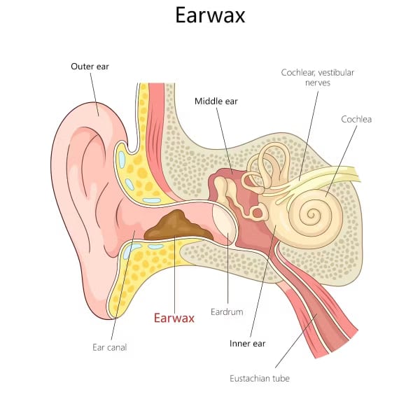 We generally only notice earwax when there’s too much.