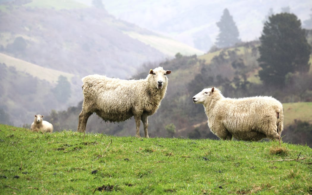 Sheep Breeders Forum
