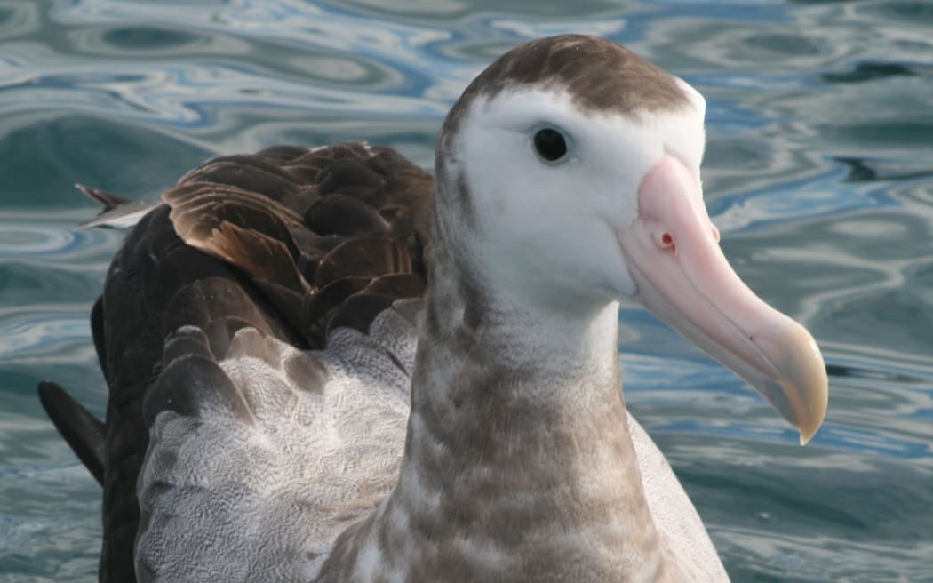 Dr Stephanie Borrelle from Birdlife International says DOC modelling suggests the Antipodean albatross population will decline continually until it is 'functionally extinct' by 2050