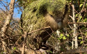 The youngest chick of the bumper kakapo breeding season of 2018-19, Stella-3-B, has reached the 150-day milestone when it  is considered to be a juvenile.
