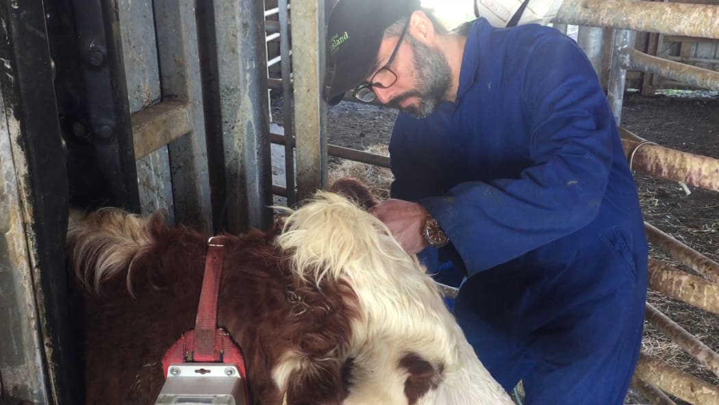 Lincoln Uni trial on Herefords