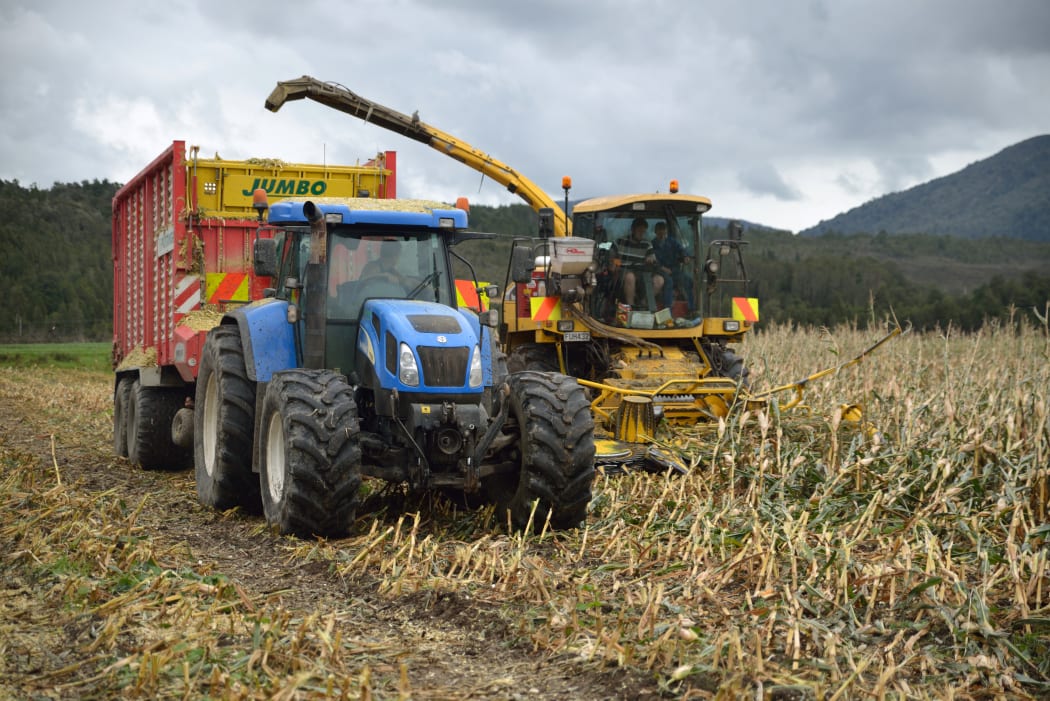 Workers harvest a crop of maize for silage on a dairy farm in Westland.