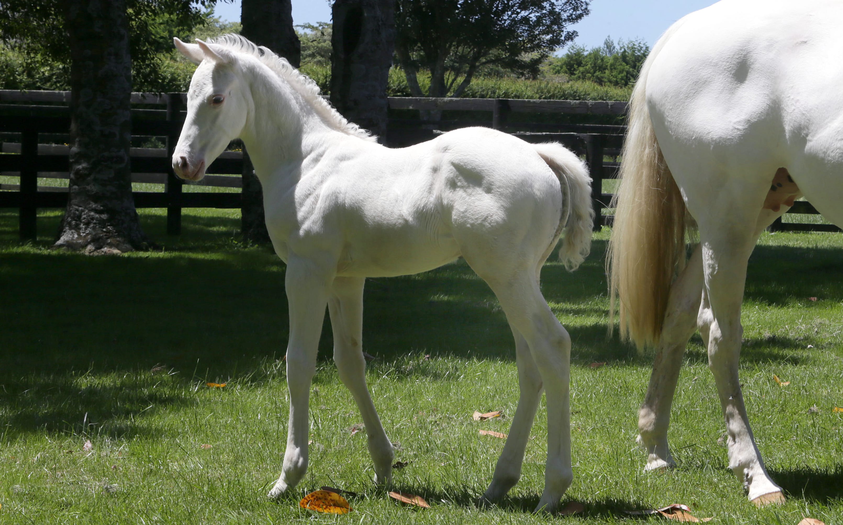 Casta Diva's half brother The Shameexpress