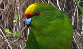Yellow-crowned parakeet