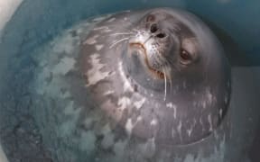 Weddell seal takes a breather at a hole in the sea ice, in Antarctica.