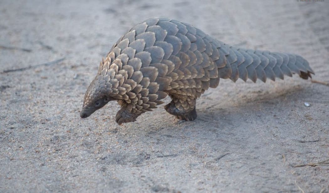 Pangolins are thought to be the world's most trafficked mammal behind humans.