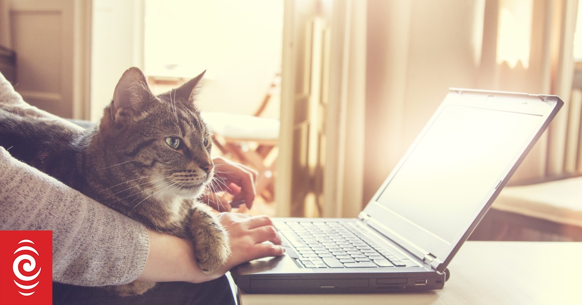 What are the highest-paying work-from-home jobs?