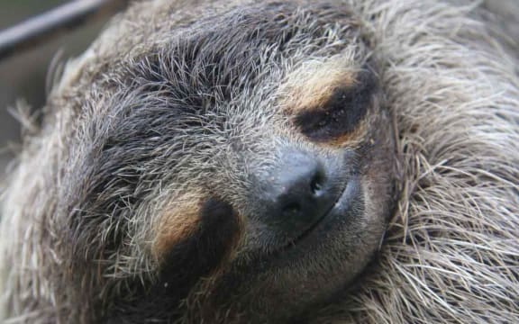 three-toed pygmy sloth