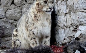 Snow Leopard close up.