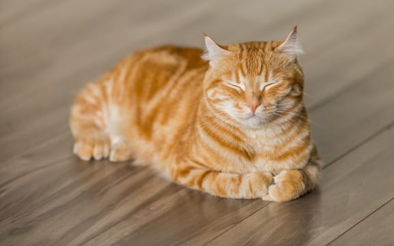 ginger cat