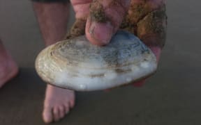 A Toheroa in hand