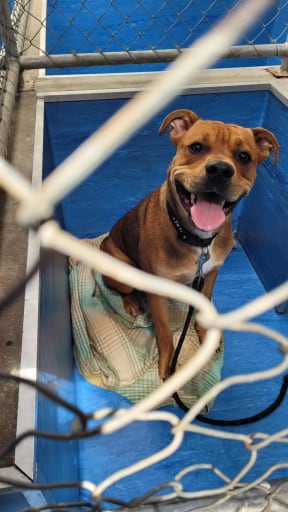 Simba, the Bullmastiff Rottweiler cross, was among the animals set free to roam Nelson after a break-in at the SPCA. He was found safe and well 36 hours later.