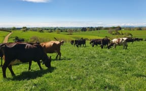 The Halter technology does away with fences and enables farmers to manage the cows' feed more precisely.