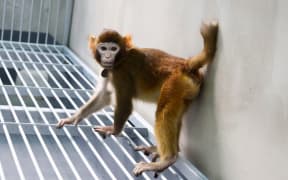 This handout photograph released by Nature Communications on January 16, 2024 and taken by Zhaodi Liao in a laboratory of the Non-Human Primate Facility of the Chinese Academy of Sciences Institute of Neuroscience in Shanghai in 2023, shows ReTro, a then 17 month-old somatic cell-cloned Rhesus monkey, produced through trophoblast replacement. Scientists in China announced on January 16, 2024 they have cloned the first healthy rhesus monkey, after tweaking the process that created Dolly the sheep. (Photo by Handout / Nature Communications / AFP) / - NO Editorial use - NO Marketing campaign / -----EDITORS NOTE --- RESTRICTED TO EDITORIAL USE - MANDATORY CREDIT "AFP PHOTO / HANDOUT /Zhaodi Liao / Nature Communications " - NO MARKETING - NO ADVERTISING CAMPAIGNS - DISTRIBUTED AS A SERVICE TO CLIENTS